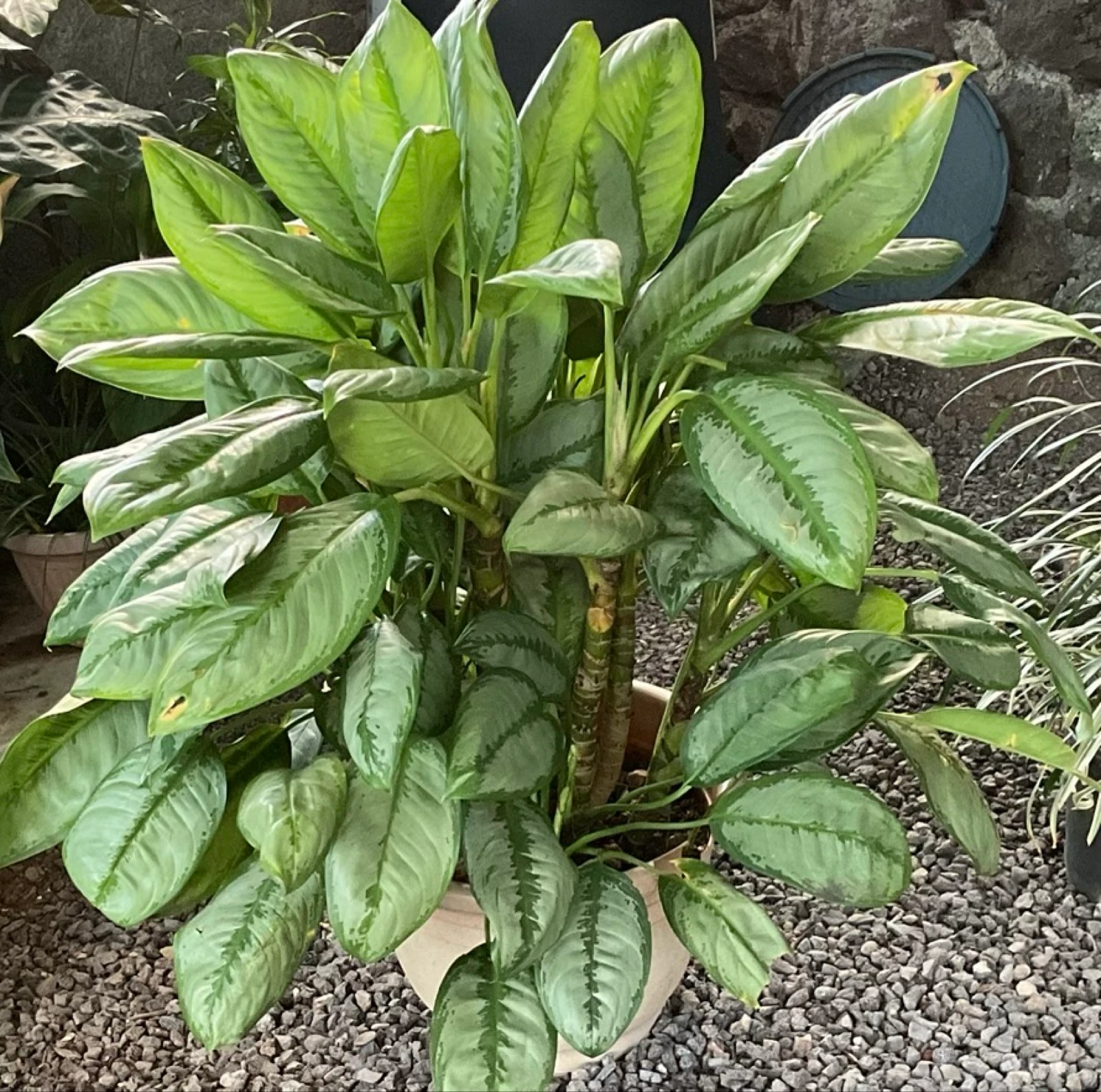 Plante Aglaonema